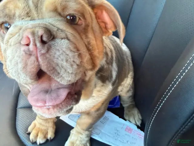 English Bulldog dogs for sale: English Bulldog 1 - Ad 2