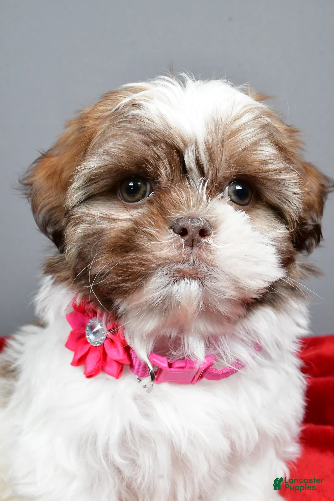 Shih Tzu dogs for sale: April - Ad 7