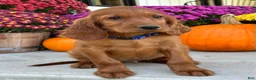 Irish Setter dogs for sale: Ralph - Ad 11