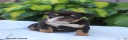 English Bulldog dogs for sale: Rosie - Ad 4