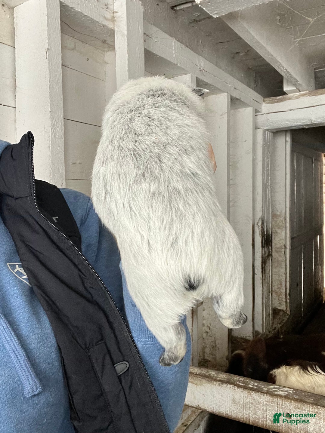 Australian Cattle Dog dogs for sale: Eli - Ad 2