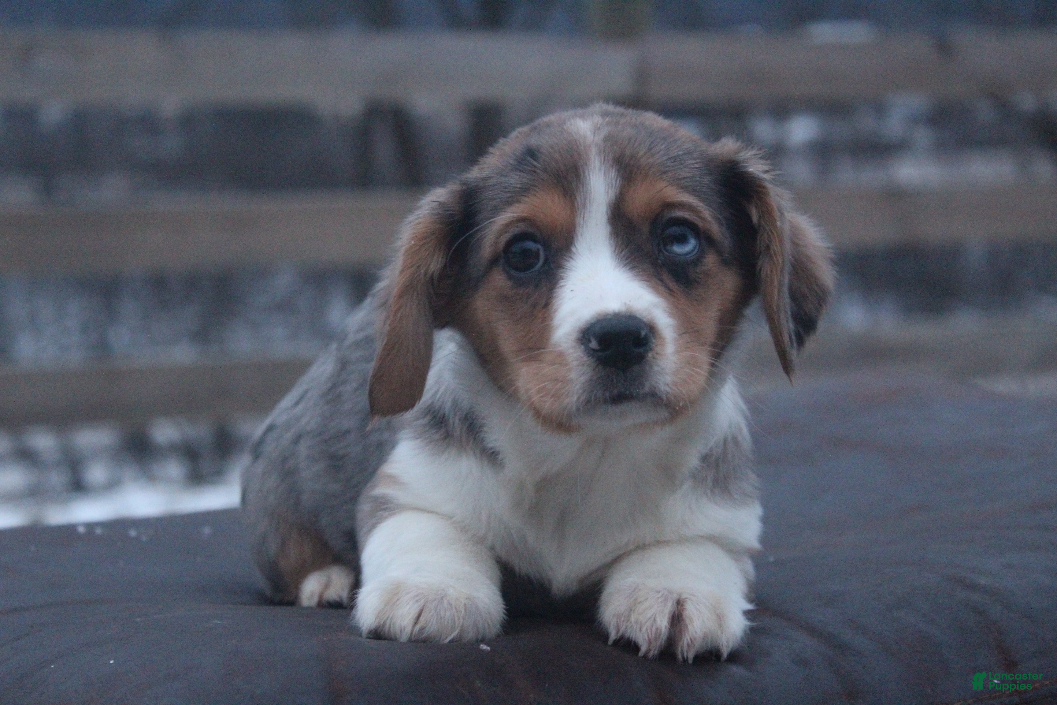 Mixed Breed dogs Abriana - Ad 12