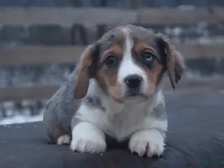 Mixed Breed dogs Abriana - Ad 2