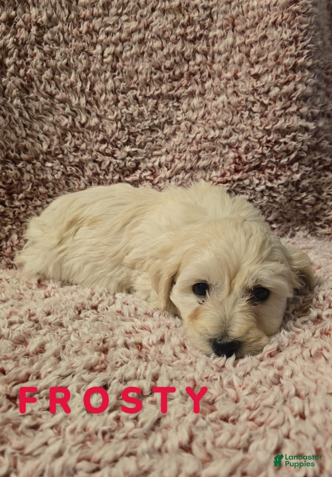 Bichpoo dogs for sale: Bichpoo Puppy 5 - Ad 1