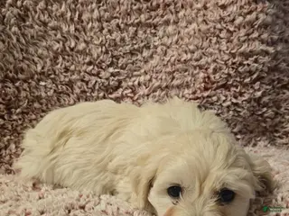 Bichpoo dogs Bichpoo Puppy 5 - Ad 15