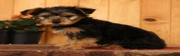 Yorkiepoo dogs for sale: Max - Ad 7