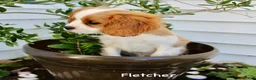 Cavalier King Charles Spaniel dogs for sale: Fletcher - Ad 3