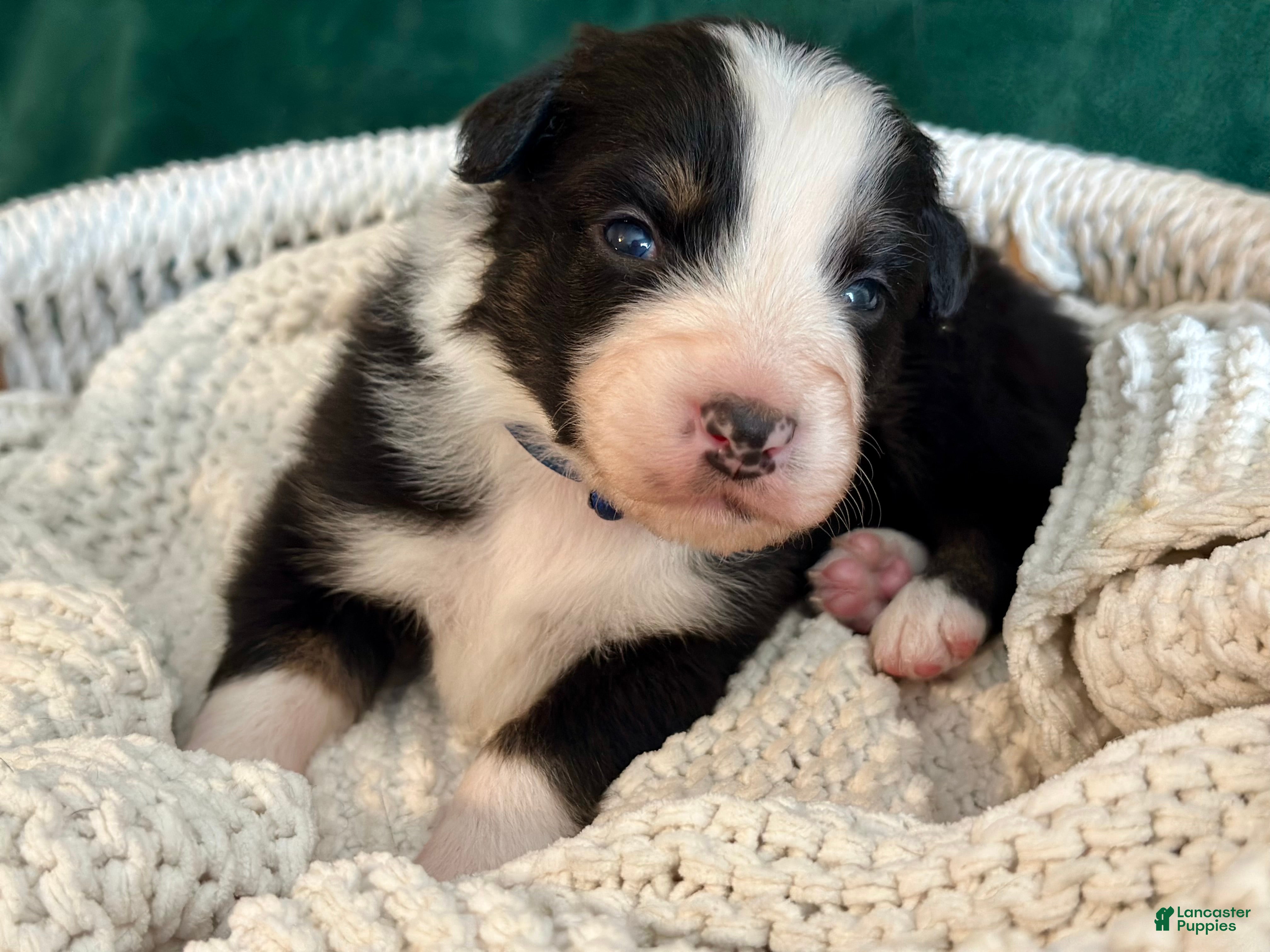 Australian Shepherd dogs Black Tri Male (Jack) - Ad 20