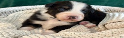 Australian Shepherd dogs for sale: Black Tri Male (Jack) - Ad 1
