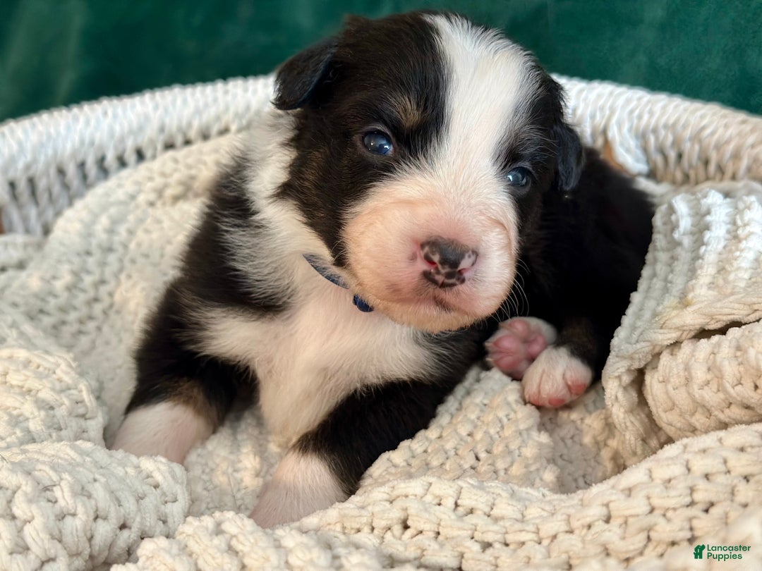 Australian Shepherd dogs for sale: Black Tri Male (Jack) - Ad 1