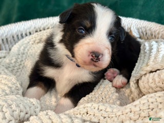 Australian Shepherd dogs Black Tri Male (Jack) - Ad 2