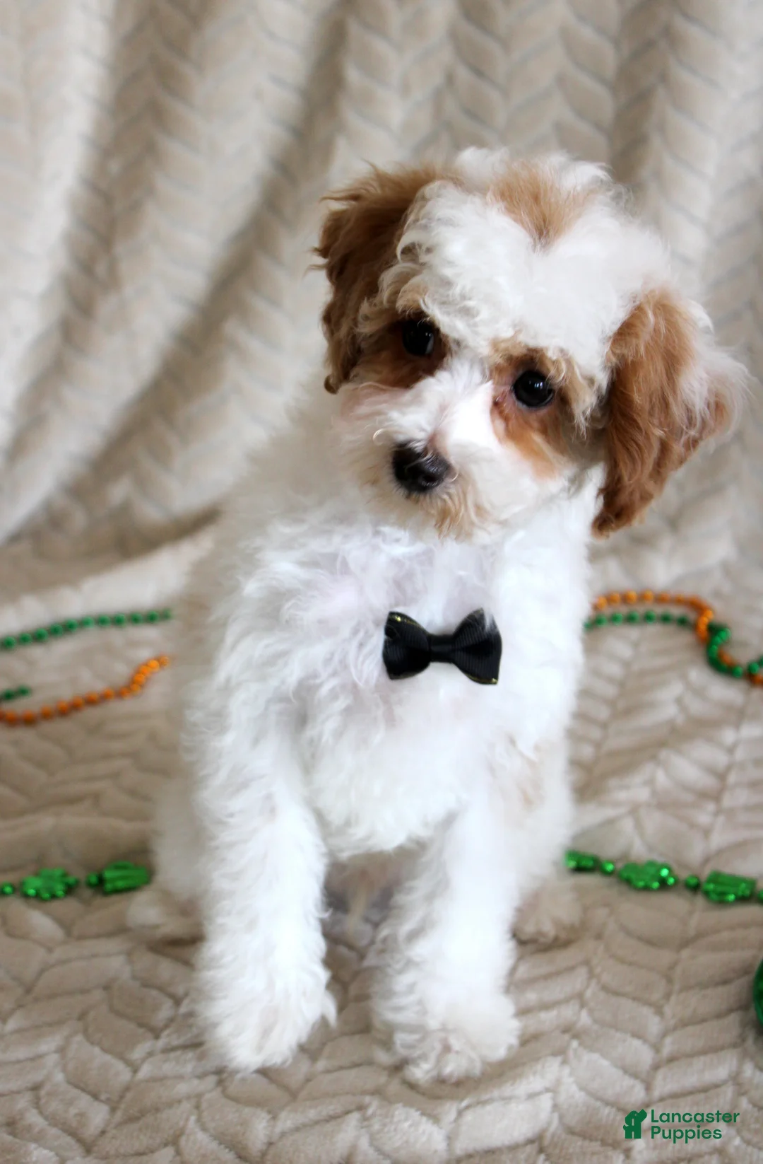 Toy Poodle dogs for sale: Gizmo - Ad 2