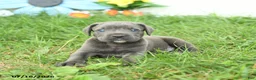 Cane Corso dogs for sale: Rodeo - Ad 5