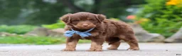Mini Aussiedoodle dogs for sale: Tucker - Ad 5