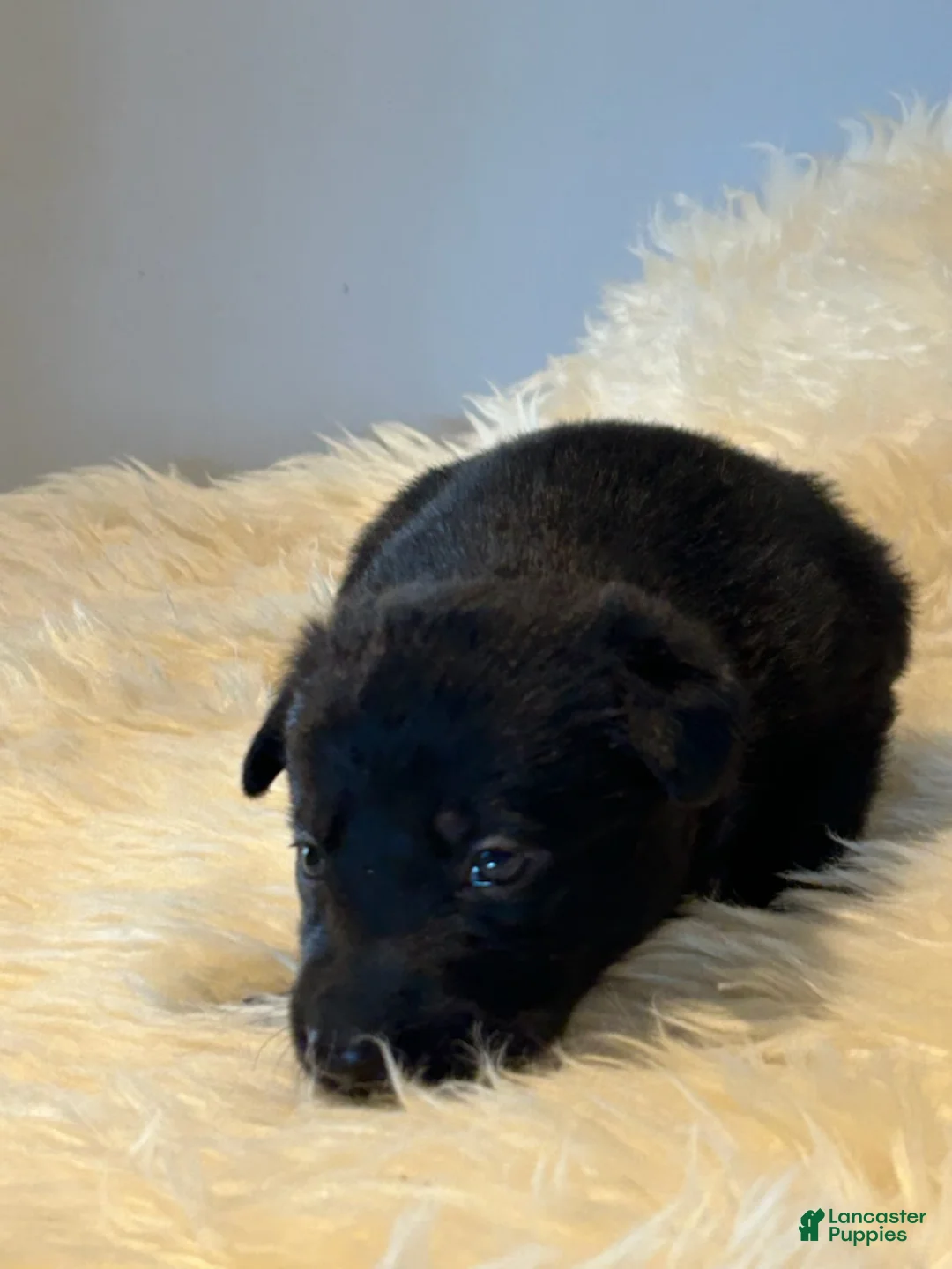 German Shepherd dogs for sale: Princess - Ad 4