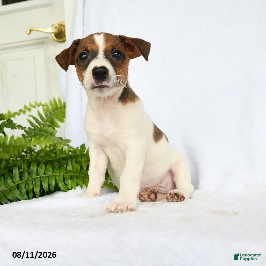 Jack Russell Terrier dogs Washington - Ad 2