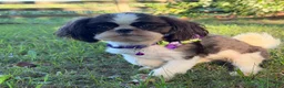 Shih Tzu dogs for sale: Lulu - Ad 5