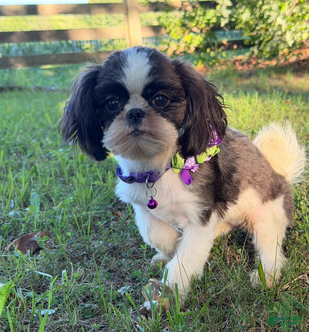 Shih Tzu dogs for sale: Lulu - Ad 5