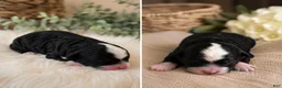 Mini Bernedoodle dogs for sale: Boy 2 - Ad 3