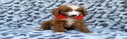 Mini Goldendoodle dogs for sale: Lawton - Ad 6