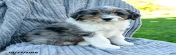 Miniature Australian Shepherd dogs for sale: Murphy - Ad 3