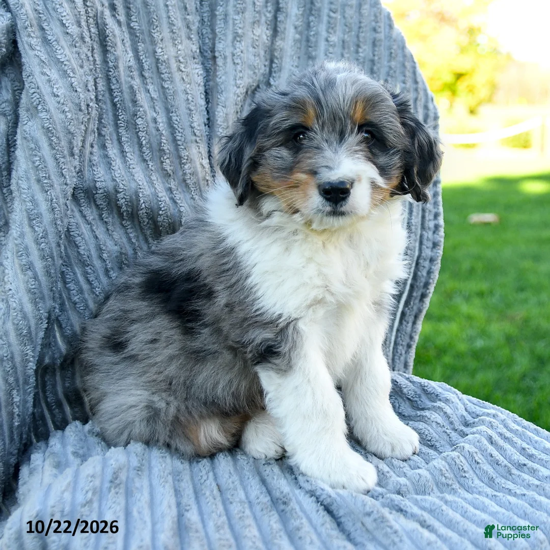 Miniature Australian Shepherd dogs for sale: Murphy - Ad 3