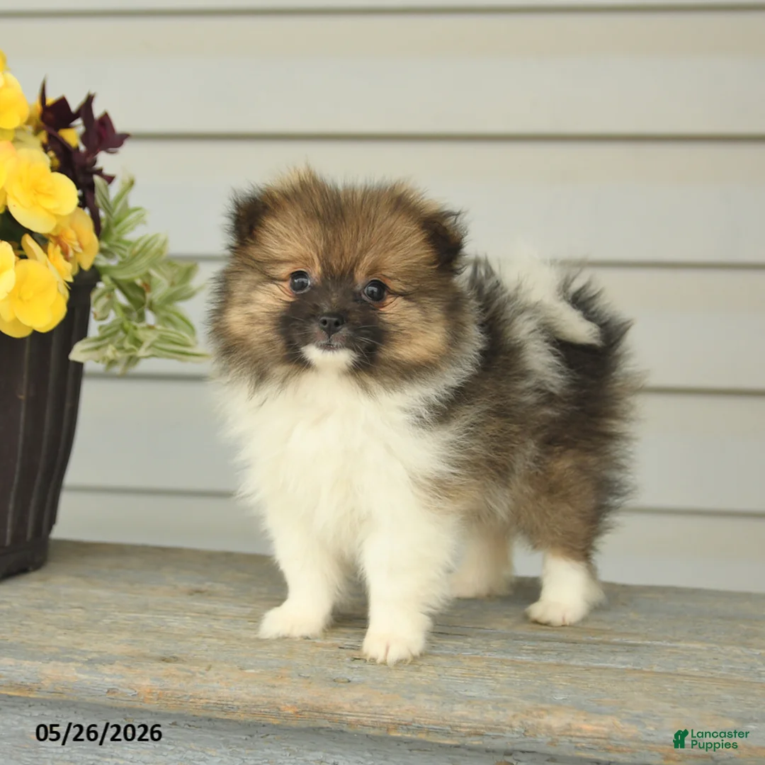 Pomeranian dogs for sale: Geneva - Ad 2