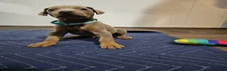 Doberman Pinscher dogs for sale: Doberman Pinscher 5 - Ad 5