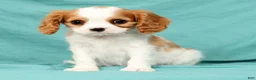 Cavalier King Charles Spaniel dogs for sale: Niko - Ad 1