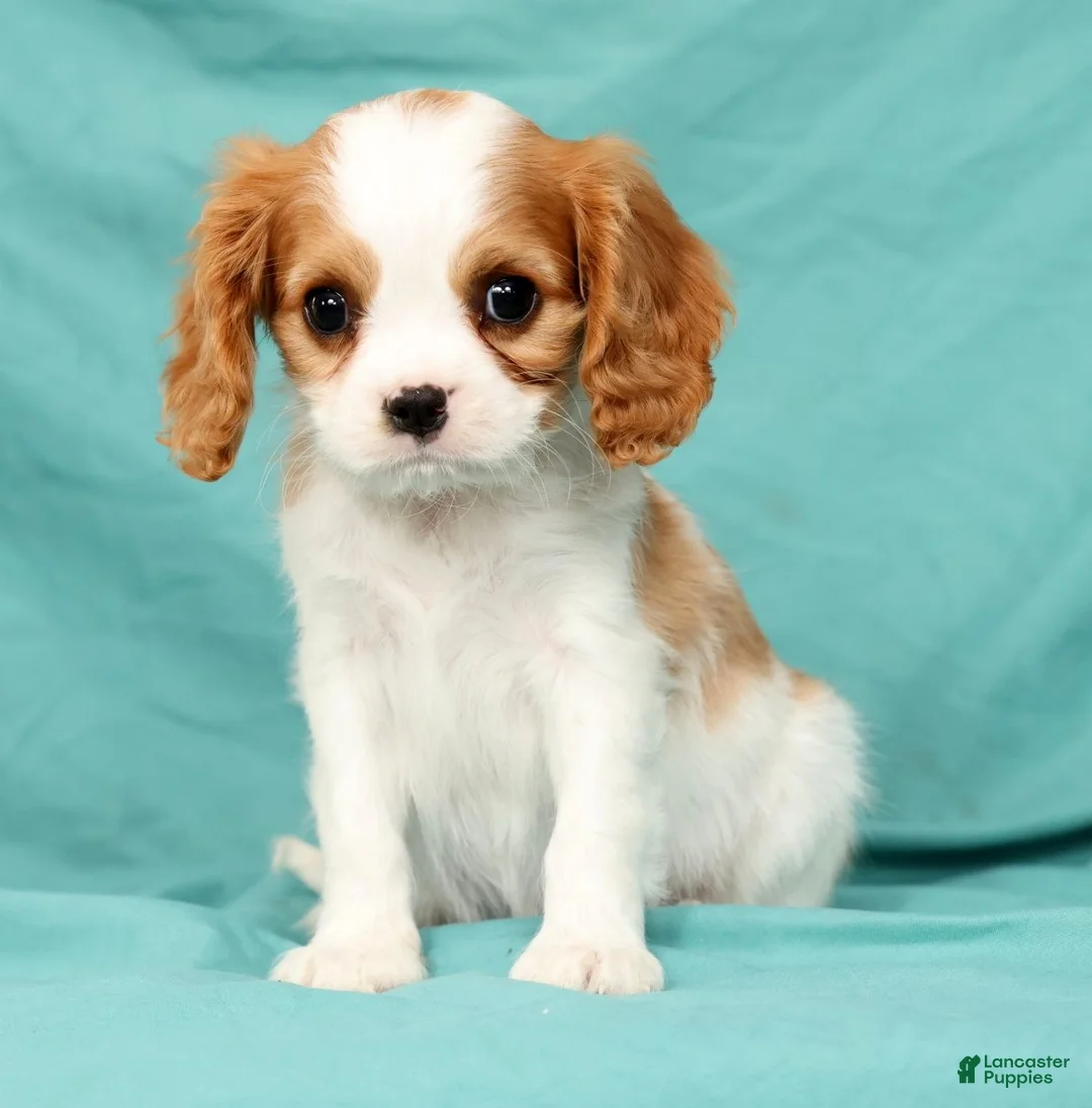 Cavalier King Charles Spaniel dogs for sale: Niko - Ad 1