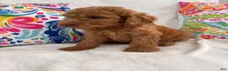 Goldendoodle dogs for sale: Goldendoodle Puppy 4 - Ad 5