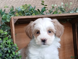 Havanese dogs Magic - Ad 25
