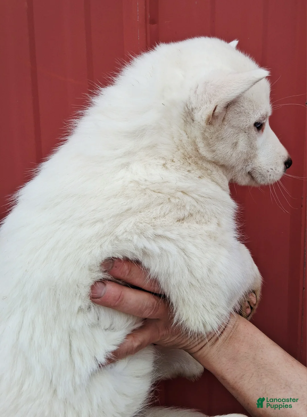 Siberian Husky dogs for sale: Snow White  - Ad 5