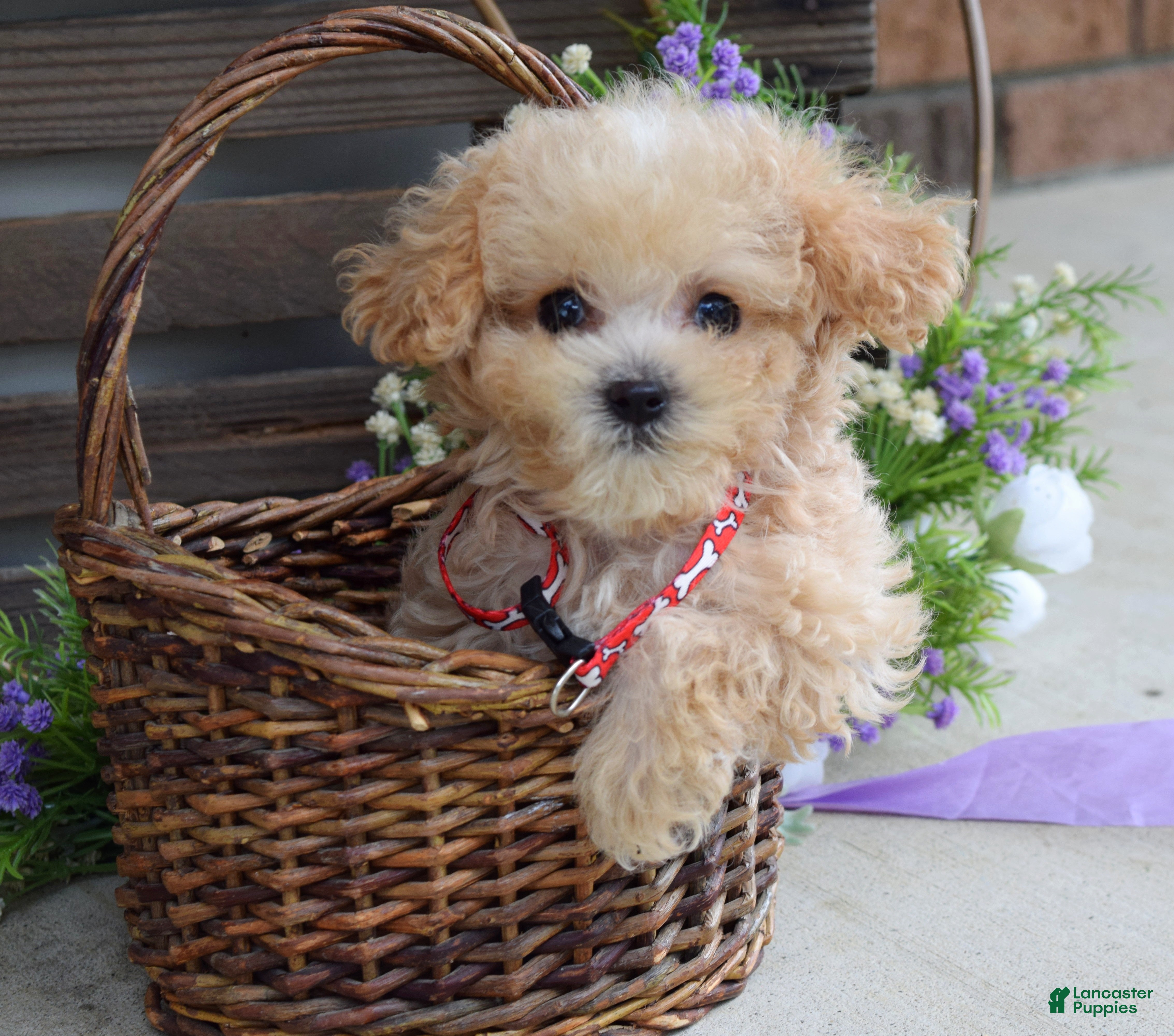 Maltipoo dogs Ethan  - Ad 2