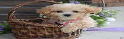 Maltipoo dogs for sale: Ethan  - Ad 2