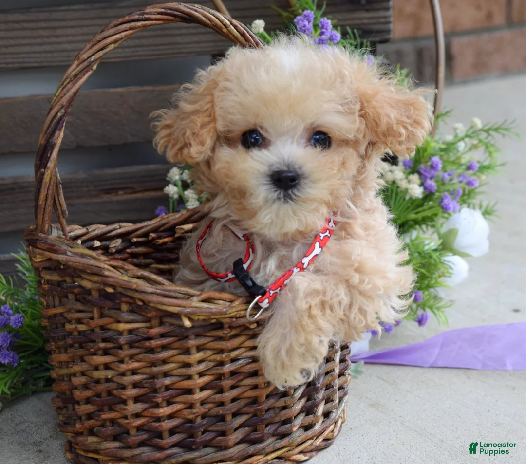 Maltipoo dogs for sale: Ethan  - Ad 2