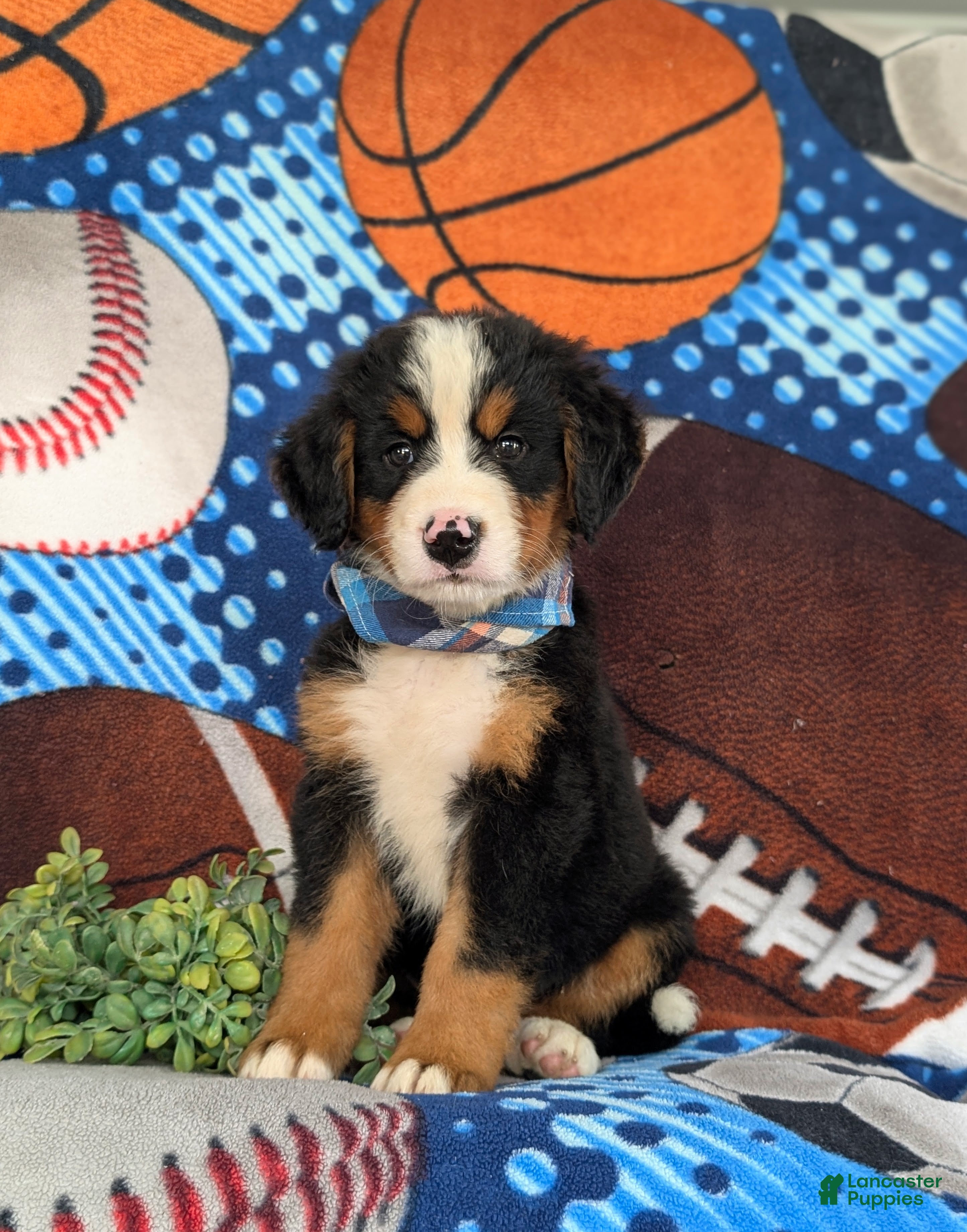 Bernese Mountain Dog dogs for sale: Brody - Ad 2