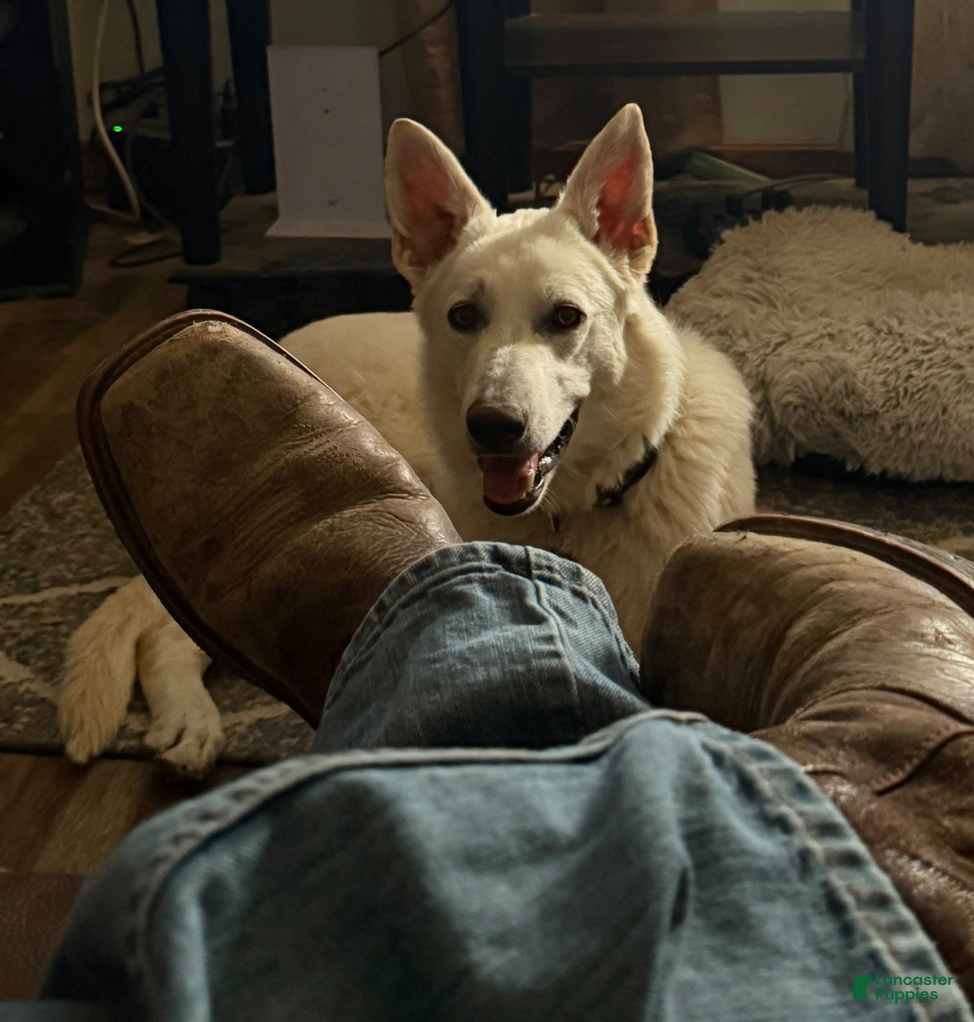 German Shepherd dogs for sale: German Shepherd Puppy 2 - Ad 2