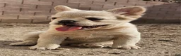 French Bulldog dogs for sale: French Bulldog Puppy 1 - Ad 5