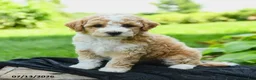Bichpoo dogs for sale: Heidi - Ad 4