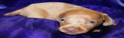 Dachshund dogs for sale: Nausica - Ad 6