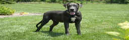 Great Dane dogs for sale: Great Dane 2 - Ad 6