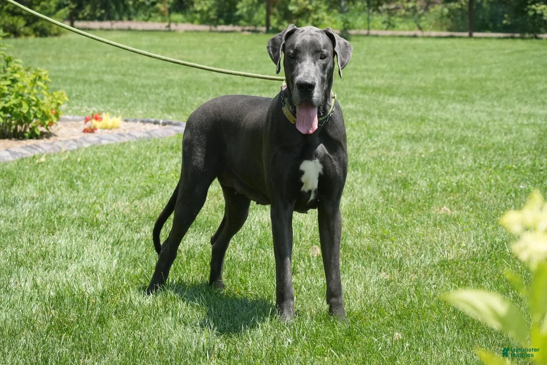 Great Dane dogs for sale: Great Dane 2 - Ad 6