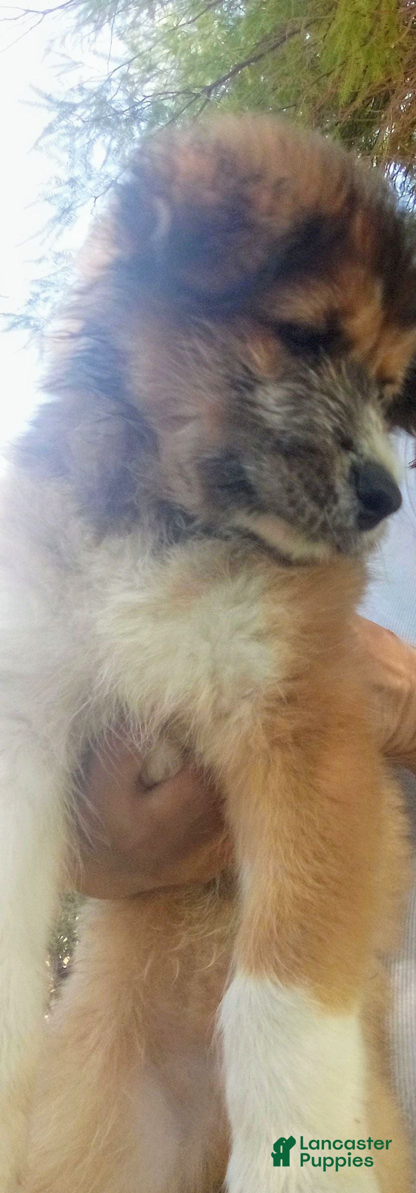 Mixed Breed dogs shy guy - Ad 41