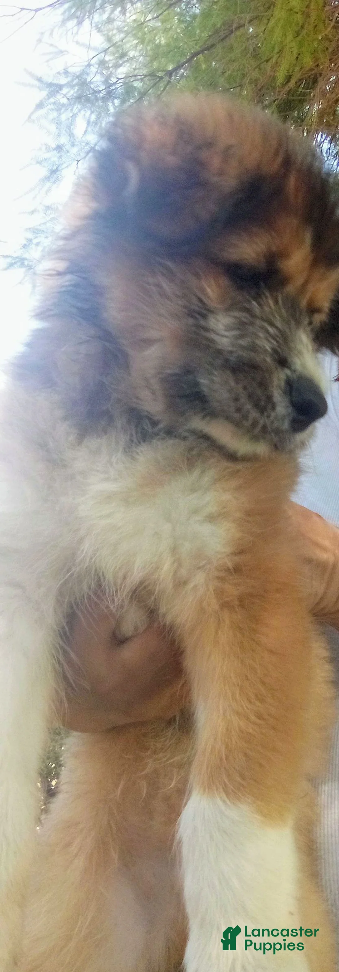 Mixed Breed dogs for sale: shy guy - Ad 1
