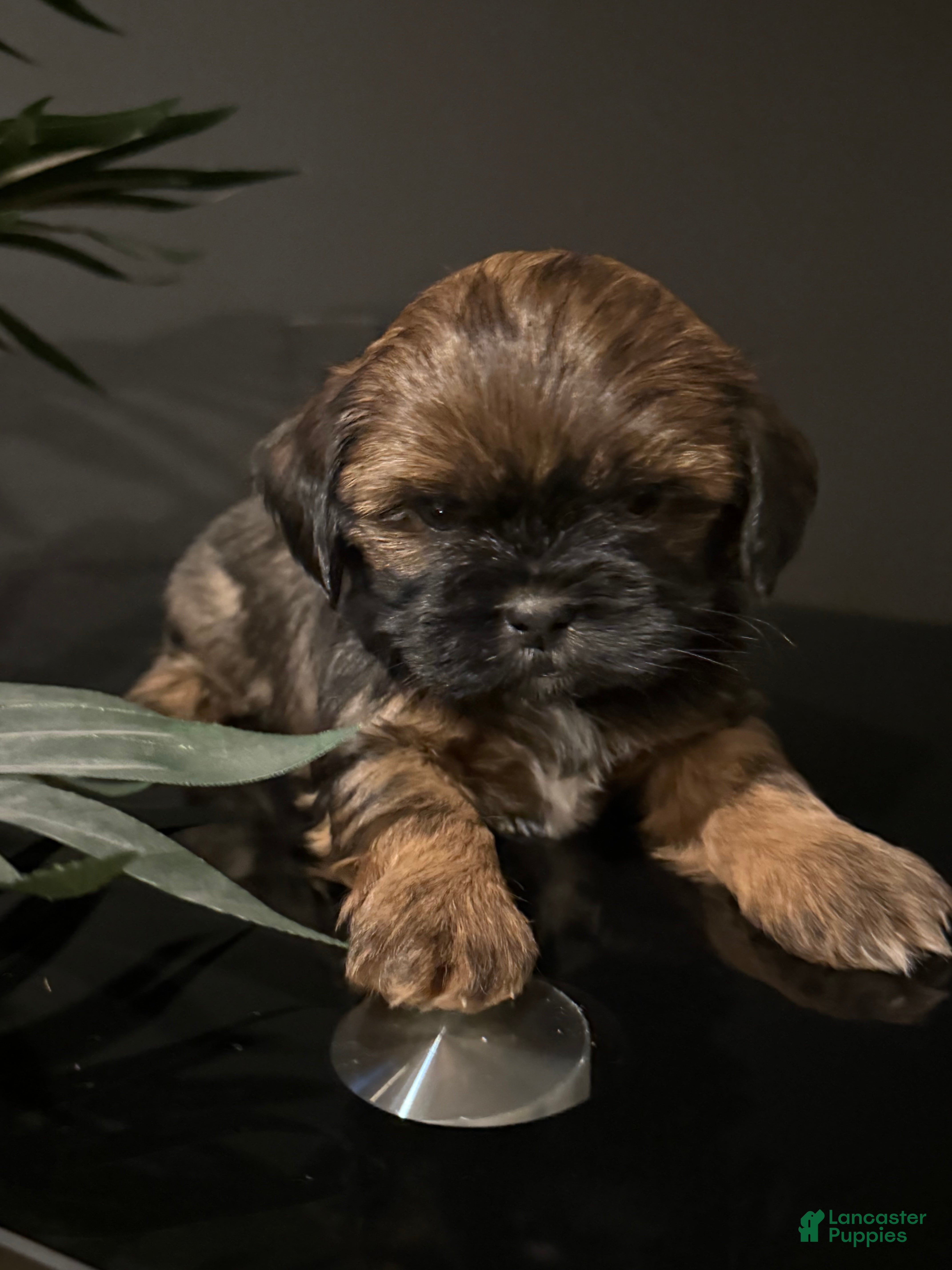 Shihpoo dogs Chocolate - Ad 42