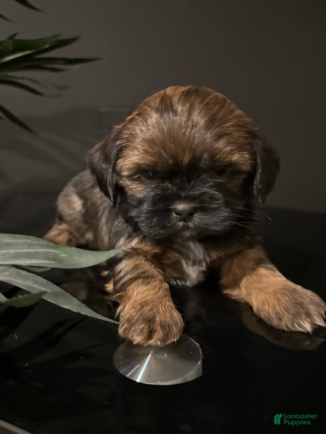 Shihpoo dogs for sale: Chocolate - Ad 1