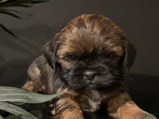 Shihpoo dogs Chocolate - Ad 40