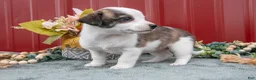 Jack Chi dogs for sale: Lainey - Ad 3