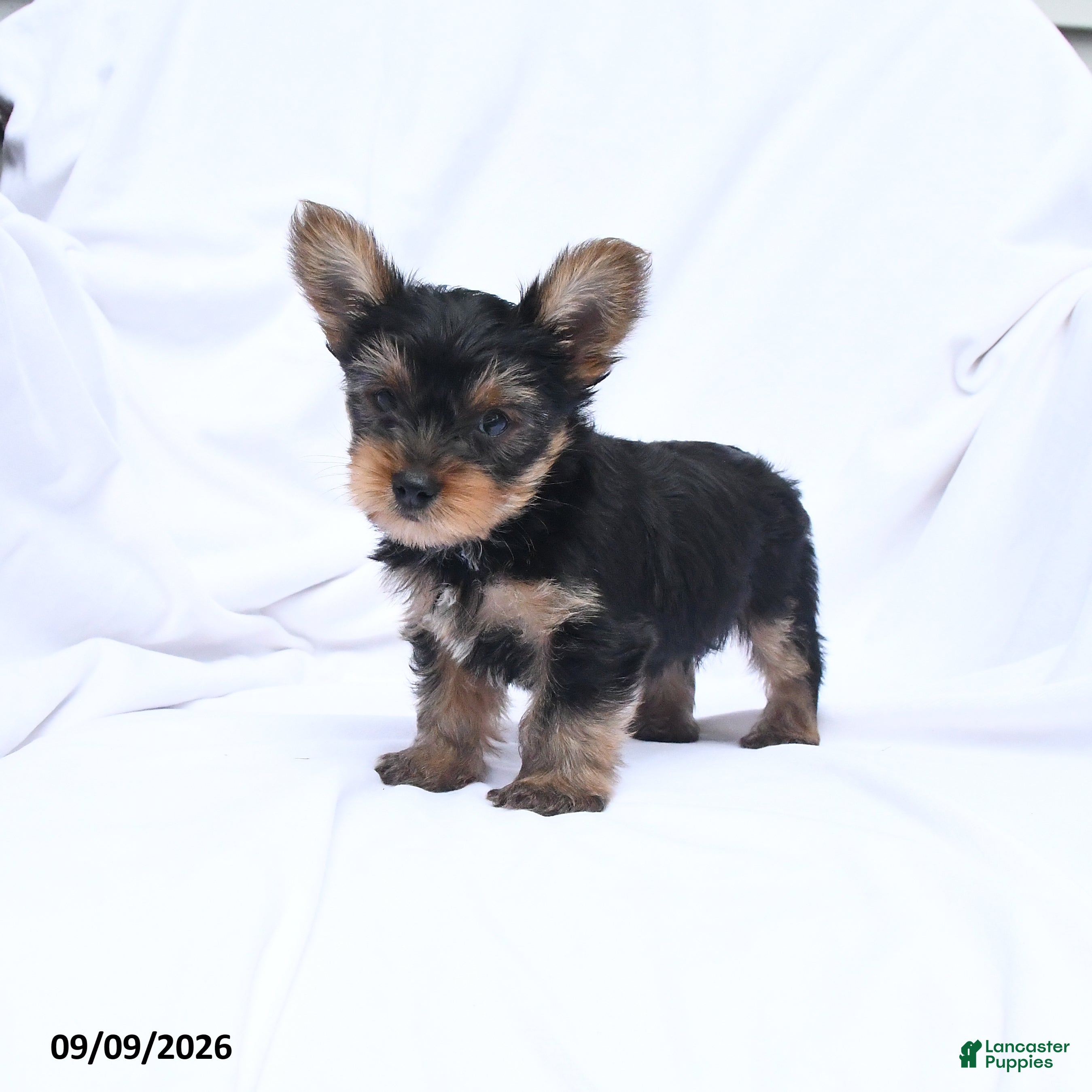 Yorkshire Terrier dogs Ace - Ad 1